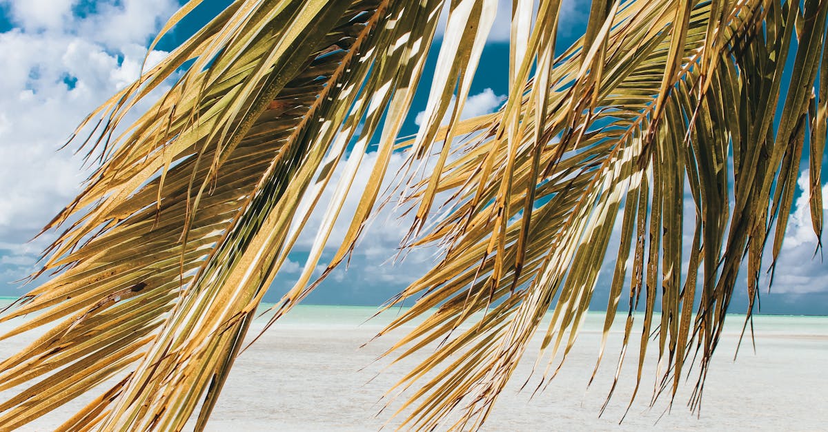 découvrez nos offres de voyage dans les caraïbes pour des vacances inoubliables. plages de sable fin, eaux turquoises et soleil vous attendent. réservez dès maintenant votre escapade caribéenne.