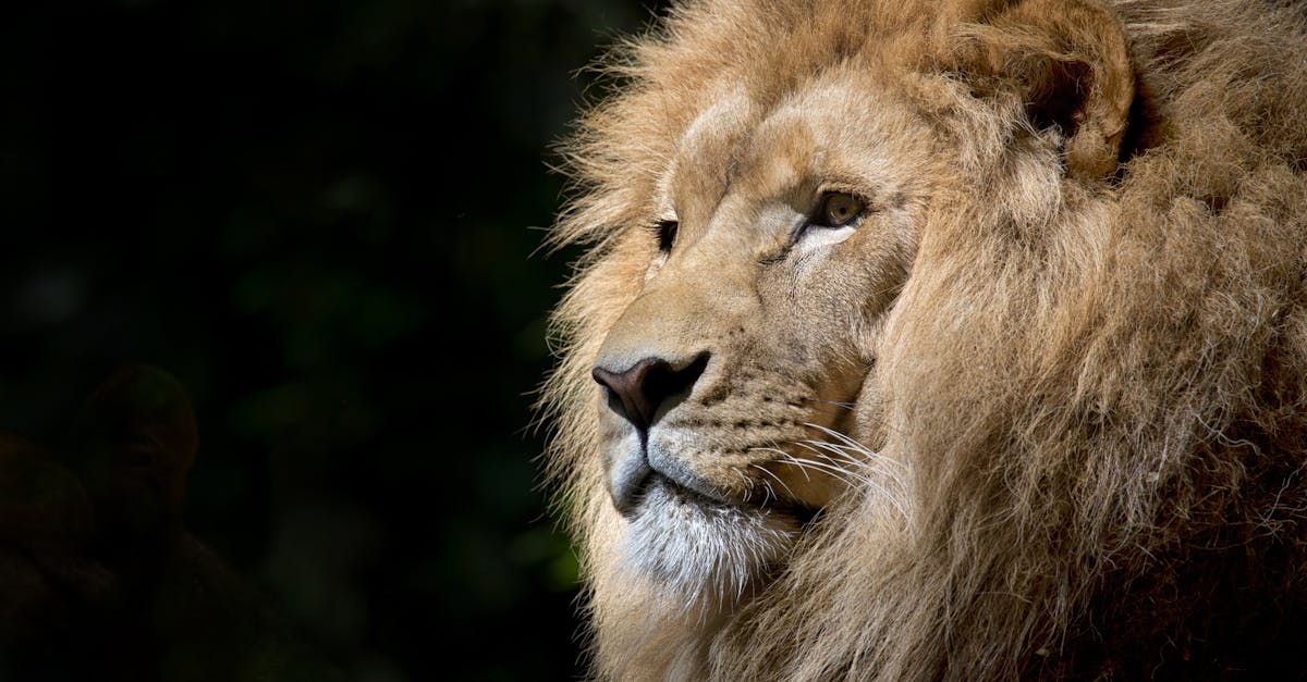 découvrez l'excitation d'un safari unique à travers les paysages sauvages, rencontrez des animaux majestueux dans leur habitat naturel et vivez une aventure inoubliable au cœur de la nature.