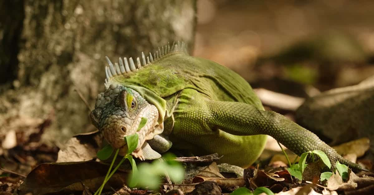 découvrez la martinique, une île paradisiaque des caraïbes alliant plages de sable blanc, paysages volcaniques et une culture riche. explorez ses trésors naturels, sa gastronomie créole et laissez-vous séduire par l'hospitalité des martiniquais.