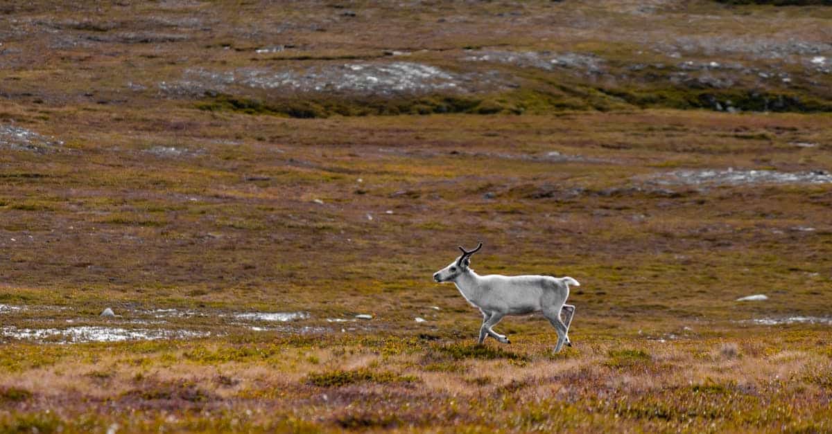 découvrez la magie de la laponie, une région enchanteresse où la nature sauvage rencontre la culture sami. plongez dans un monde de paysages époustouflants, d'aurores boréales scintillantes et d'activités hivernales inoubliables. explorez la faune unique, profitez de safaris en traîneau à chiens et vivez l'authenticité des traditions laponnes.