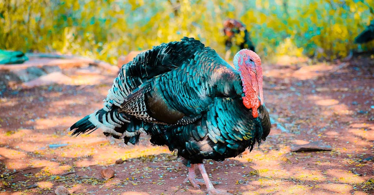 découvrez tout sur la turquie, un pays riche en histoire, culture et paysages magnifiques. explorez ses traditions, sa cuisine délicieuse, ses sites historiques fascinants et ses paysages variés, de la mer égée aux montagnes de l'anatolie.