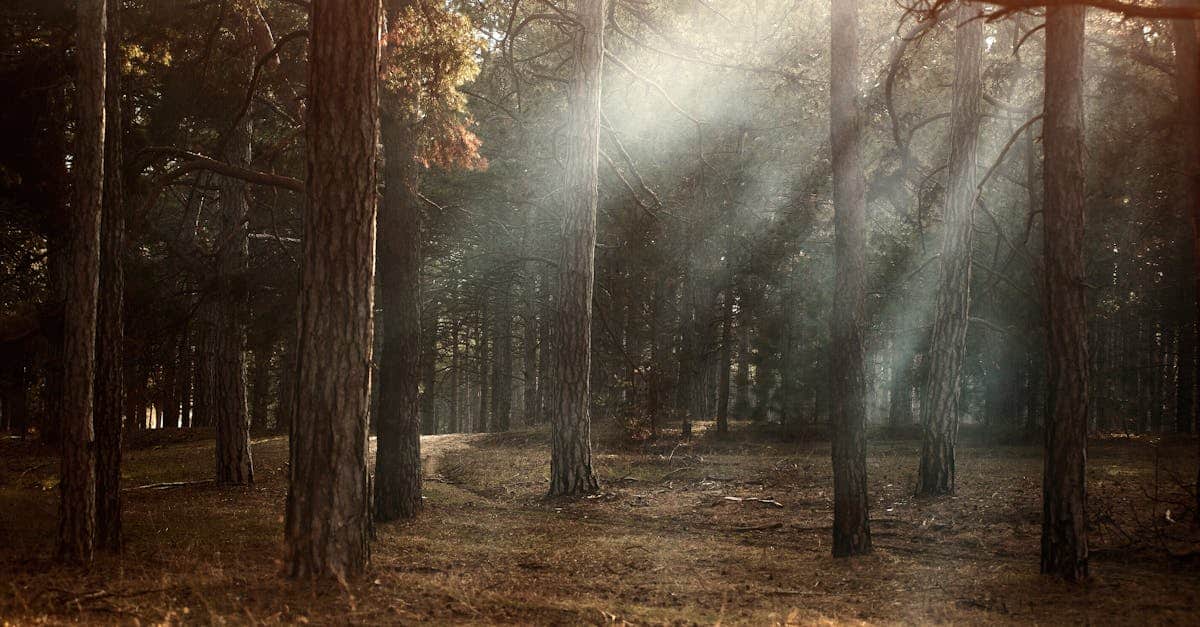 découvrez l'univers fascinant du mystère, où chaque énigme éveillera votre curiosité et stimulera votre imagination. plongez dans des récits captivants, des secrets à dévoiler et des aventures palpitantes qui vous tiendront en haleine.